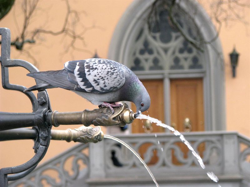 6a00d8341ebc6653ef014e5fd5789f970c-800wi